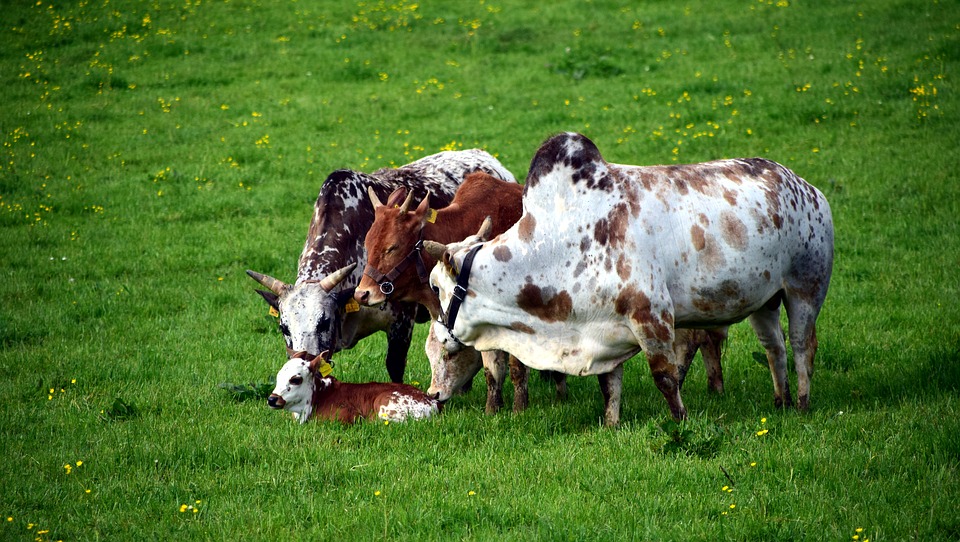 Cow News: खाने और मौसम के बारे में गाय करती है आपस में बातें।